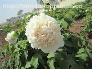 精品牡丹熱賣促銷 價格、廠家與供應商全解析