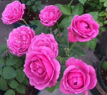 新手養花首選精品 花苞成倍冒，10天爆盆的盆景種植指南