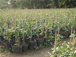 走進(jìn)花卉世界網(wǎng) 探訪廣東省江門市新會苗木場的花卉產(chǎn)品展示